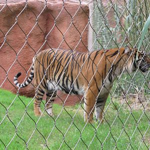 Oklahoma City Zoo 2010 - Sumatran Tiger in Cat Forest