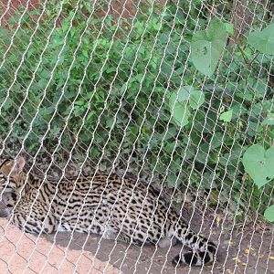 Oklahoma City Zoo 2010 - Ocelot in Cat Forest