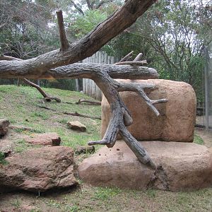 Oklahoma City Zoo 2010 - Serval enclosure in Cat Forest