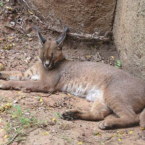 Oklahoma City Zoo 2010 - Caracal in Cat Forest