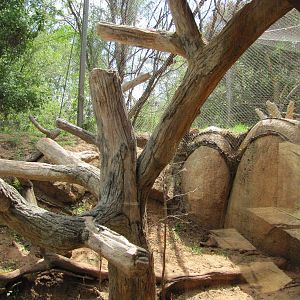 Oklahoma City Zoo 2010 - Caracal exhibit in Small Cat Center