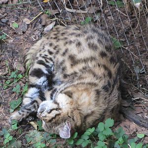 Oklahoma City Zoo 2010 - Black-footed Cat in Small Cat Center