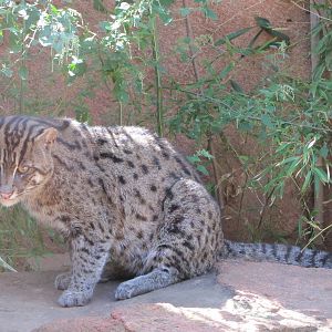 Oklahoma City Zoo 2010 - Fishing Cat in Cat Forest