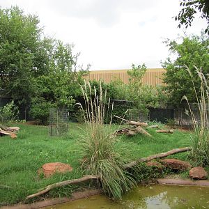 Oklahoma City Zoo 2010 - Bat-eared Fox exhibit on Wild Dog Drive