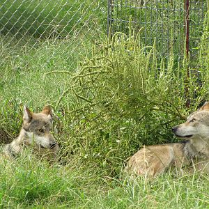Oklahoma City Zoo 2010 - Mexican Grey Wolves on Wild Dog Drive