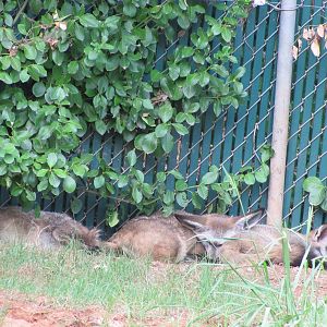 Oklahoma City Zoo 2010 - Bat-eared Fox on Wild Dog Drive