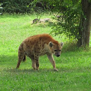 Oklahoma City Zoo 2010 - Spotted Hyena on Wild Dog Drive