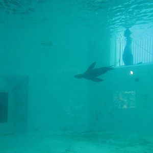 Oklahoma City Zoo 2010 - California Sea Lion underwater in Noble Aquatic Ce