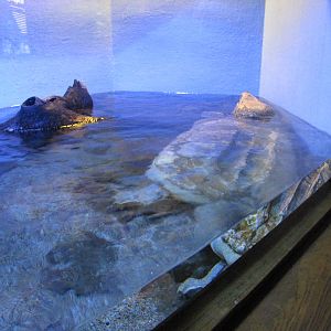Oklahoma City Zoo 2010 - Snapping Turtle in a tiny tank