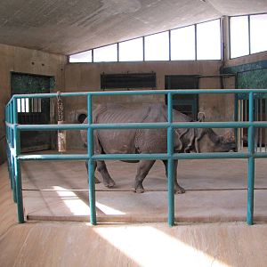 Oklahoma City Zoo 2010 - Indian Rhinoceros in Pachyderm Building