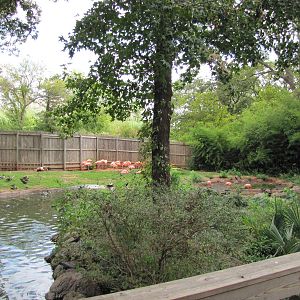 Oklahoma City Zoo 2010 - Flamingo exhibit