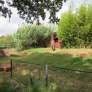 Oklahoma City Zoo 2010 - Green and good Pigmy Hippopotamus exhibit