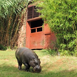 Oklahoma City Zoo 2010 - Pigmy Hippopotamus