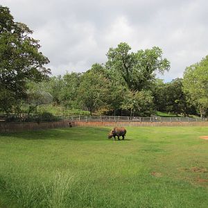 Oklahoma City Zoo 2010 - Large Black Rhinoceros exhibit