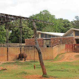 Oklahoma City Zoo 2010 - Part of Indian Rhinoceros exhibit