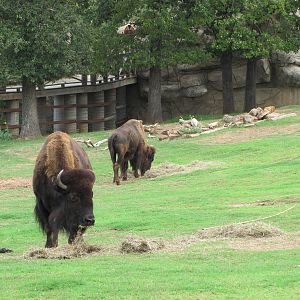 Oklahoma City Zoo 2010 - American Bison in Oklahoma Trails