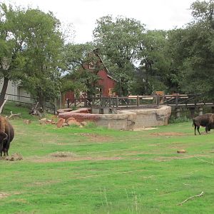 Oklahoma City Zoo 2010 - American Bison in Oklahoma Trails