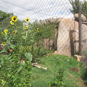 Oklahoma City Zoo 2010 - Bobcat exhibit in Oklahoma Trails