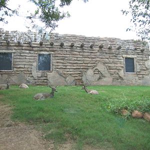 Oklahoma City Zoo 2010 - White-tailed Deer in Oklahoma Trails