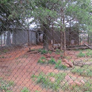 Oklahoma City Zoo 2010 - Mexican Grey Wolf enclosure in Oklahoma Trails