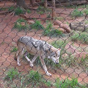 Oklahoma City Zoo 2010 - Mexican Grey Wolf in Oklahoma Trails