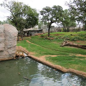 Oklahoma City Zoo 2010 - Another part of Grizzly Bear exhibit in Oklahoma T