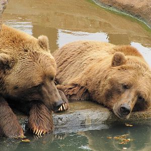Oklahoma City Zoo 2010 - Grizzly Bears in Oklahoma Trails