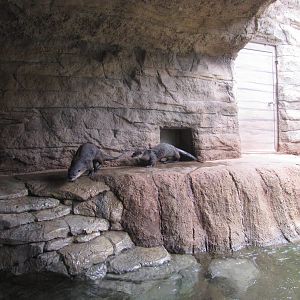 Oklahoma City Zoo 2010 - River Otters in Oklahoma Trails