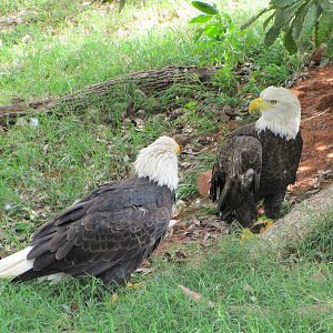 Oklahoma City Zoo 2010 - Bald Eagles in Oklahoma Trails