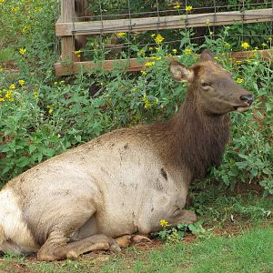 Oklahoma City Zoo 2010 - Wapiti in Oklahoma Trails