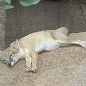Oklahoma City Zoo 2010 - Swift Fox in Oklahoma Trails