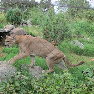 Oklahoma City Zoo 2010 - Cougar in Oklahoma Trails