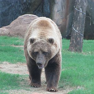 Oklahoma City Zoo 2010 - Grizzly Bear in Oklahoma Trails