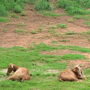 Oklahoma City Zoo 2010 - Pere Davids Deer in a large mixed deer exhibit