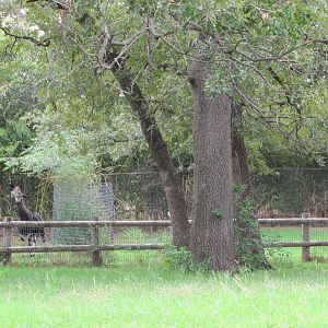 Oklahoma City Zoo 2010 - Part of one Okapi exhibit
