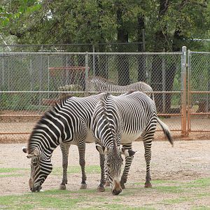 Oklahoma City Zoo 2010 - Grevy Zebra
