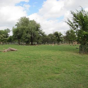 Oklahoma City Zoo 2010 - Another part of large Grants Gazelle exhibit