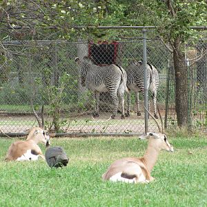 Oklahoma City Zoo 2010 - Grants Gazelles and Grevy Zebras