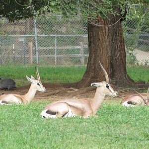 Oklahoma City Zoo 2010 - Grants Gazelles
