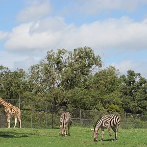 Oklahoma City Zoo 2010 - Giraffe and Grants Zebra