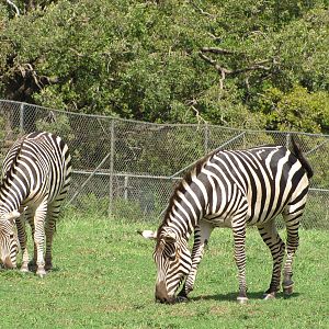 Oklahoma City Zoo 2010 - Grants Zebra