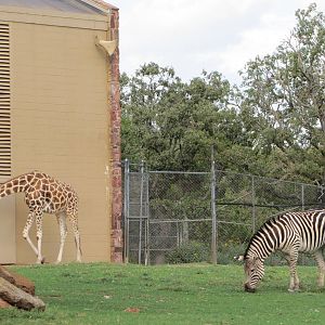Oklahoma City Zoo 2010 - Giraffe and Grants Zebra