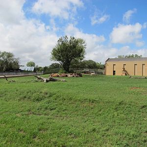 Oklahoma City Zoo 2010 - Large semi-circular Giraffe and Zebra exhibit