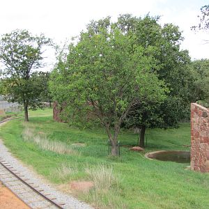 Oklahoma City Zoo 2010 - Part of large mixed deer exhibit