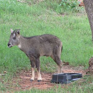 Oklahoma City Zoo 2010 - Central Chinese Goral