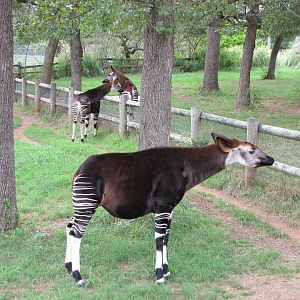 Oklahoma City Zoo 2010 - Okapi