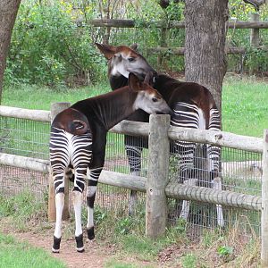 Oklahoma City Zoo 2010 - Okapi