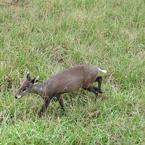 Oklahoma City Zoo 2010 - Western Tufted Deer