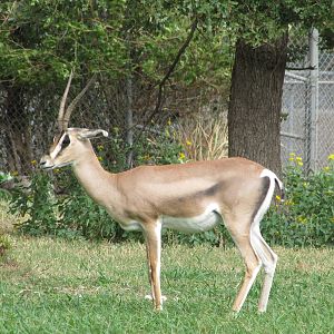 Oklahoma City Zoo 2010 - Grants Gazelle