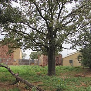 Oklahoma City Zoo 2010 - Red River Hog exhibit